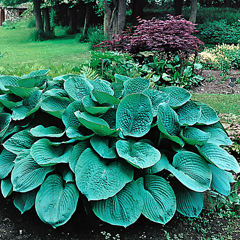 5397  Hosta sieboldiana  Elegans  I  Svenskt namn  : Daggfunkia  I  Krukstorlek   : SQ1  I  Förväntad Höjd  :  60/90 cm  I  Blomningstid :  juli-aug