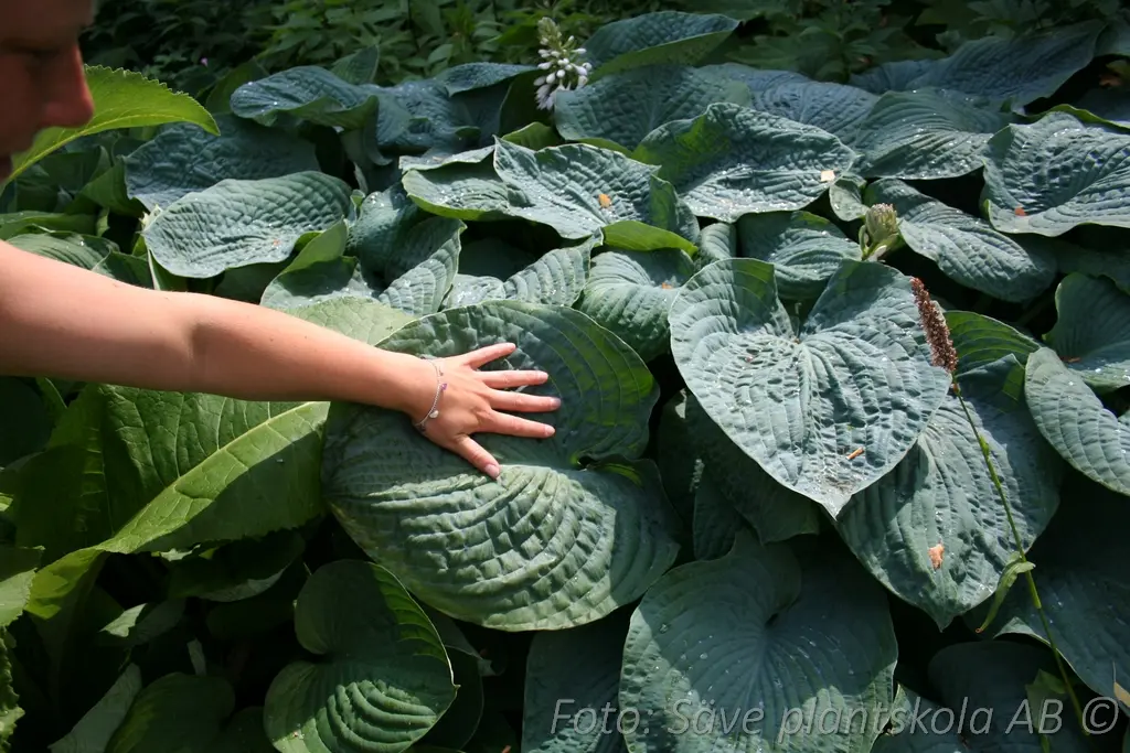 5397  Hosta sieboldiana  Elegans  I  Svenskt namn  : Daggfunkia  I  Krukstorlek   : SQ1  I  Förväntad Höjd  :  60/90 cm  I  Blomningstid :  juli-aug - 2