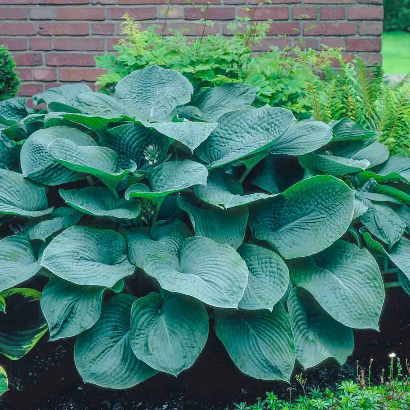 5397  Hosta sieboldiana  Elegans  I  Svenskt namn  : Daggfunkia  I  Krukstorlek   : SQ1  I  Förväntad Höjd  :  60/90 cm  I  Blomningstid :  juli-aug - 4