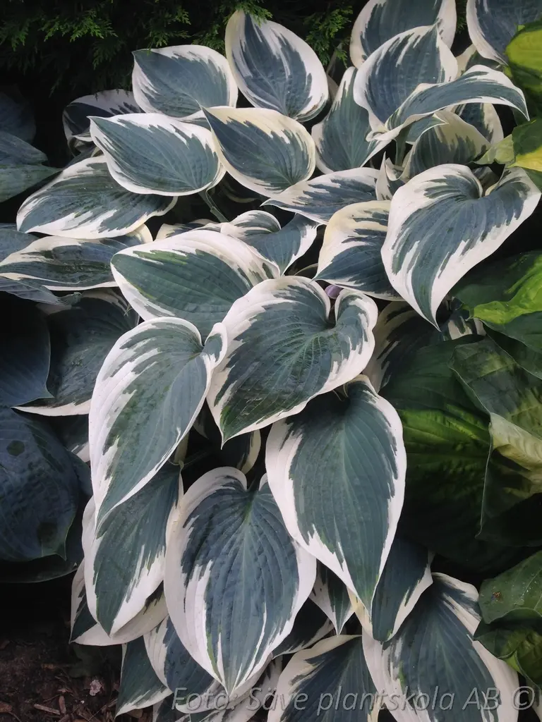 5452  Hosta tardiana  El Niño (PBR)  I  Svenskt namn  :Blåfunkia  I  Krukstorlek   : SQ1  I  Förväntad Höjd  :  40/60 cm  I  Blomningstid :  aug-sept - 3