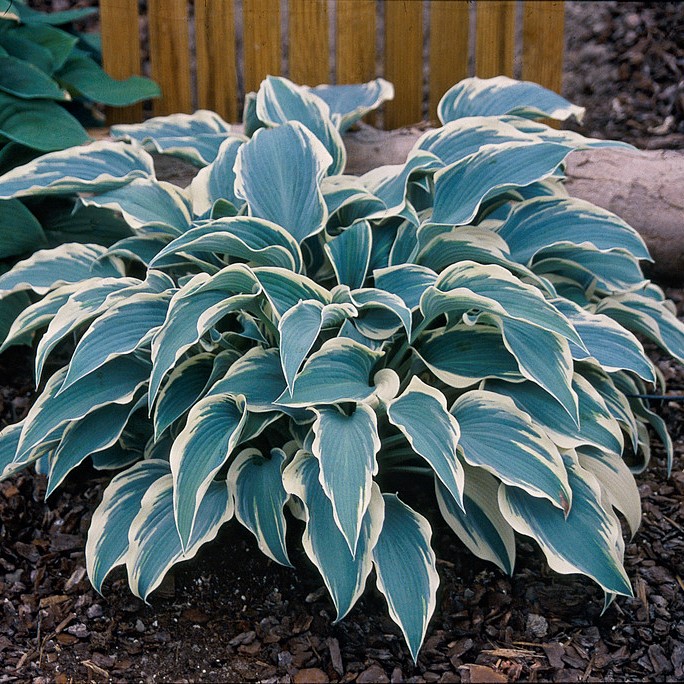 5452  Hosta tardiana  El Niño (PBR)  I  Svenskt namn  :Blåfunkia  I  Krukstorlek   : SQ1  I  Förväntad Höjd  :  40/60 cm  I  Blomningstid :  aug-sept - 2