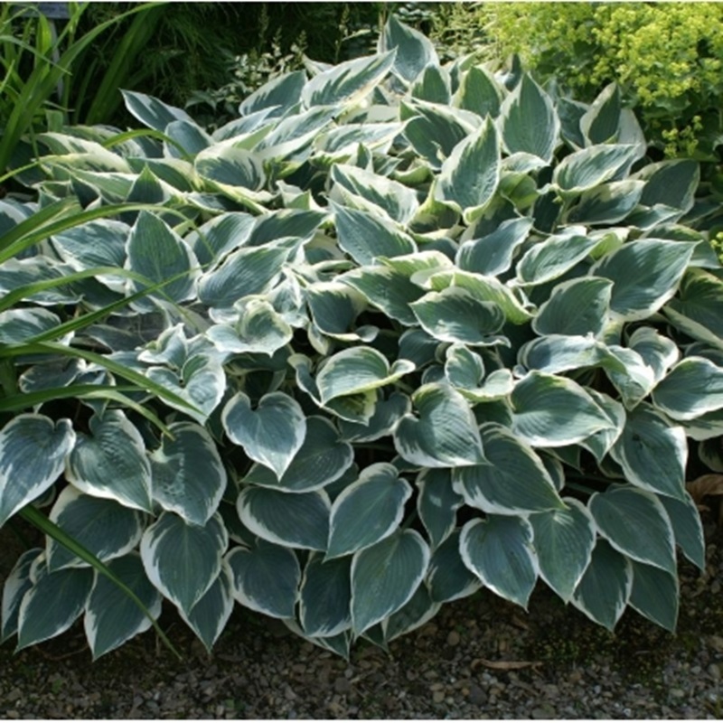 5452  Hosta tardiana  El Niño (PBR)  I  Svenskt namn  :Blåfunkia  I  Krukstorlek   : SQ1  I  Förväntad Höjd  :  40/60 cm  I  Blomningstid :  aug-sept