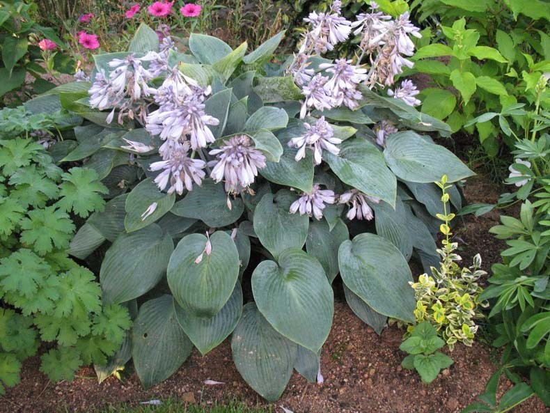 5378  Hosta tardiana  Halcyon  I  Svenskt namn  :Blåfunkia  I  Krukstorlek   : SQ1  I  Förväntad Höjd  :  30/70 cm  I  Blomningstid :  aug-sept - 3