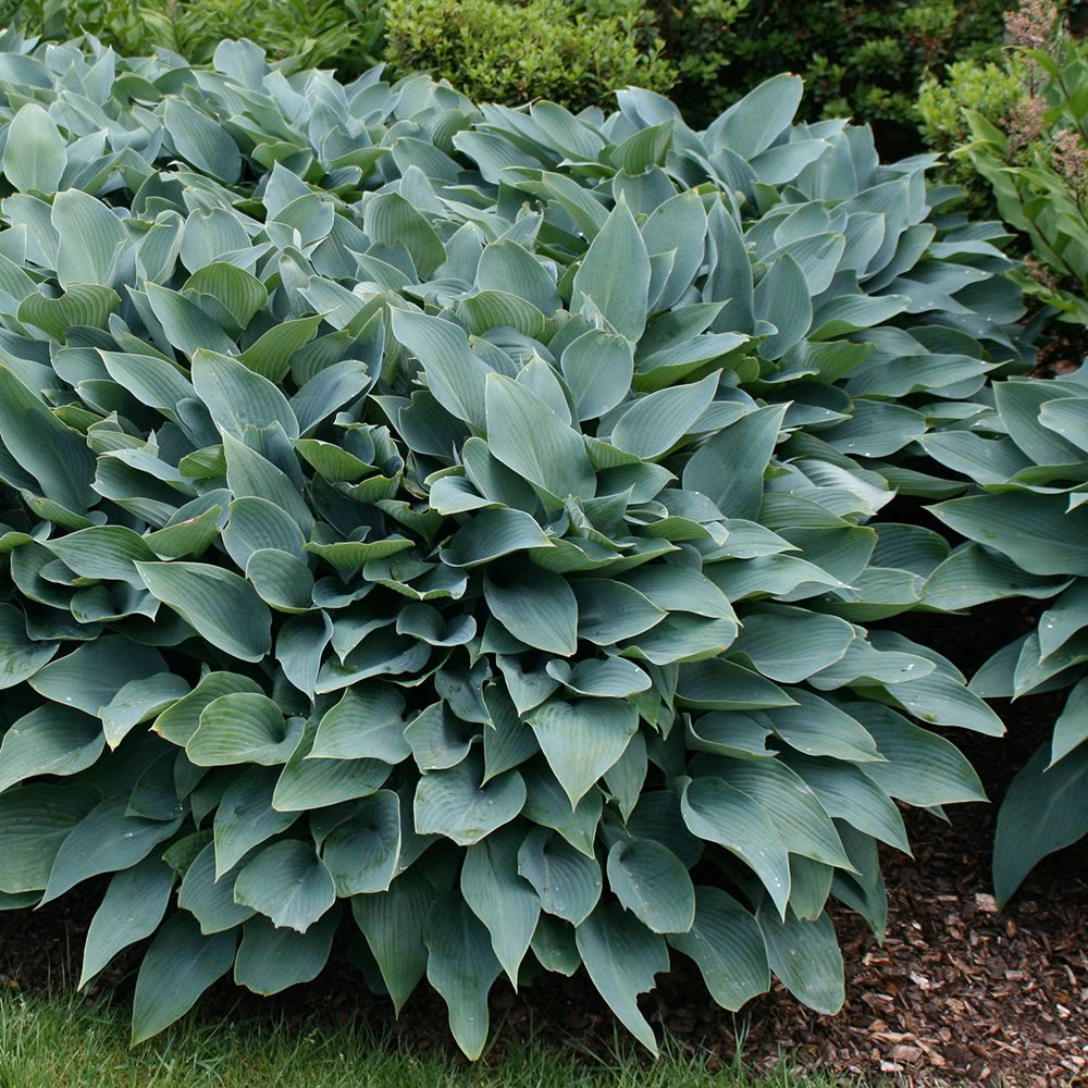 5378  Hosta tardiana  Halcyon  I  Svenskt namn  :Blåfunkia  I  Krukstorlek   : SQ1  I  Förväntad Höjd  :  30/70 cm  I  Blomningstid :  aug-sept