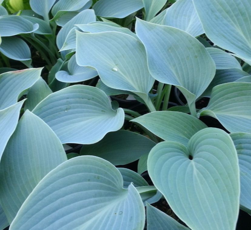 5378  Hosta tardiana  Halcyon  I  Svenskt namn  :Blåfunkia  I  Krukstorlek   : SQ1  I  Förväntad Höjd  :  30/70 cm  I  Blomningstid :  aug-sept - 2