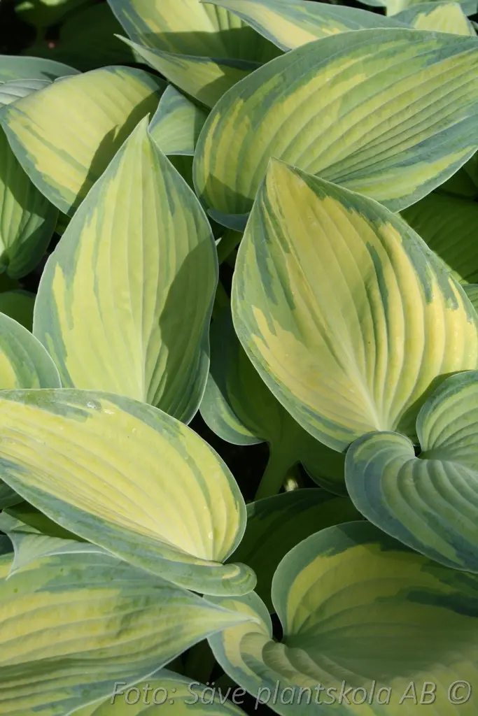 5405  Hosta tardiana  June  I  Svenskt namn  :Blåfunkia  I  Krukstorlek   : SQ1  I  Förväntad Höjd  :  40/60 cm  I  Blomningstid :  juli-aug - 2