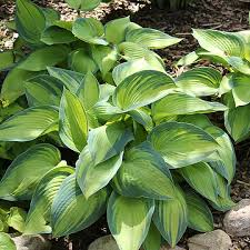 5405  Hosta tardiana  June  I  Svenskt namn  :Blåfunkia  I  Krukstorlek   : SQ1  I  Förväntad Höjd  :  40/60 cm  I  Blomningstid :  juli-aug - 3
