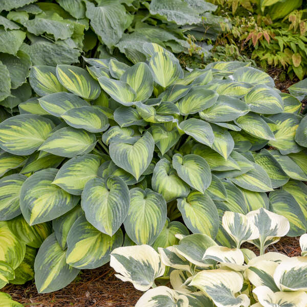 5405  Hosta tardiana  June  I  Svenskt namn  :Blåfunkia  I  Krukstorlek   : SQ1  I  Förväntad Höjd  :  40/60 cm  I  Blomningstid :  juli-aug