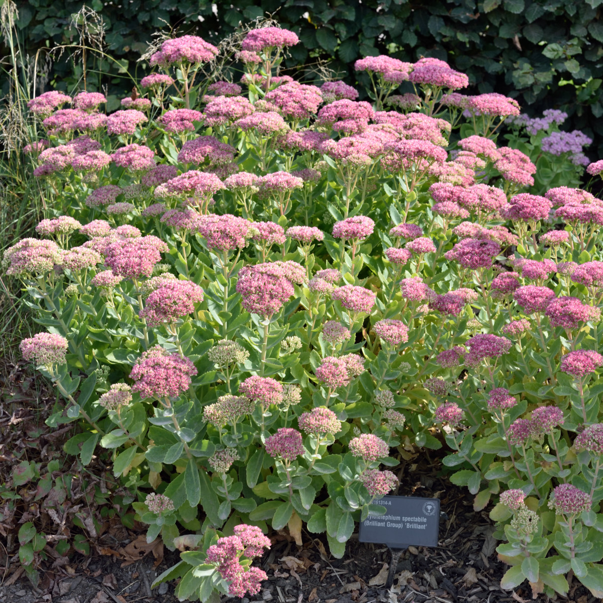 8140  Hylotelephium Brilliant  I  Svenskt namn  :Kärleksört  I  Krukstorlek   : 11c/P9  I  Förväntad Höjd  :  40 cm  I  Blomningstid :  aug-sept