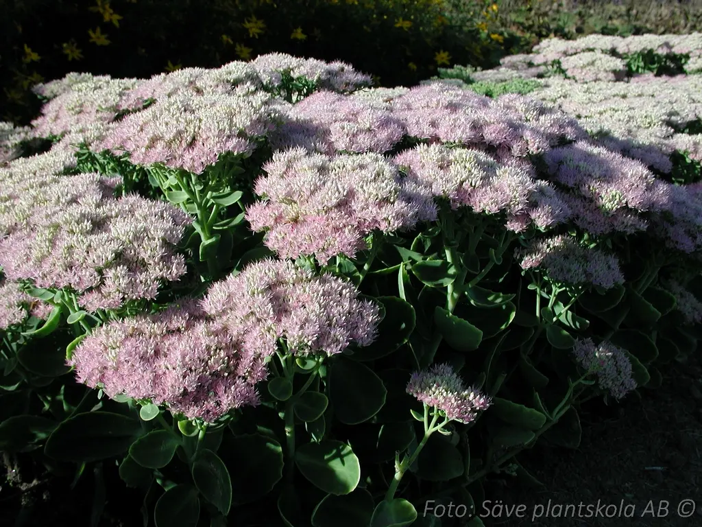 8140  Hylotelephium Brilliant  I  Svenskt namn  :Kärleksört  I  Krukstorlek   : 11c/P9  I  Förväntad Höjd  :  40 cm  I  Blomningstid :  aug-sept - 2