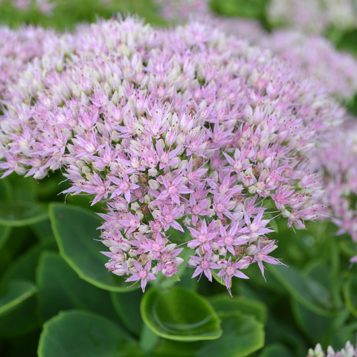 8140  Hylotelephium Brilliant  I  Svenskt namn  :Kärleksört  I  Krukstorlek   : 11c/P9  I  Förväntad Höjd  :  40 cm  I  Blomningstid :  aug-sept - 3