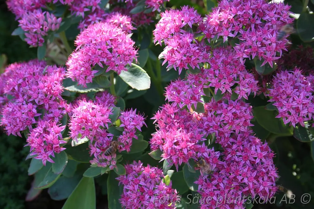8058  Hylotelephium Carl  I  Svenskt namn  :Kärleksört  I  Krukstorlek   : 11c  I  Förväntad Höjd  :  30 cm  I  Blomningstid :  aug-sept - 3