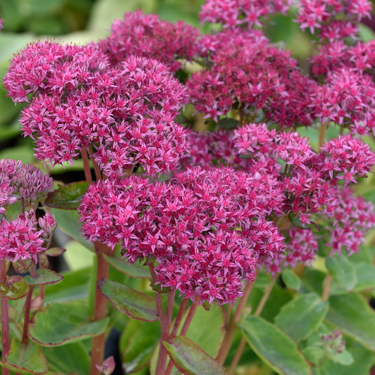 8058  Hylotelephium Carl  I  Svenskt namn  :Kärleksört  I  Krukstorlek   : 11c  I  Förväntad Höjd  :  30 cm  I  Blomningstid :  aug-sept