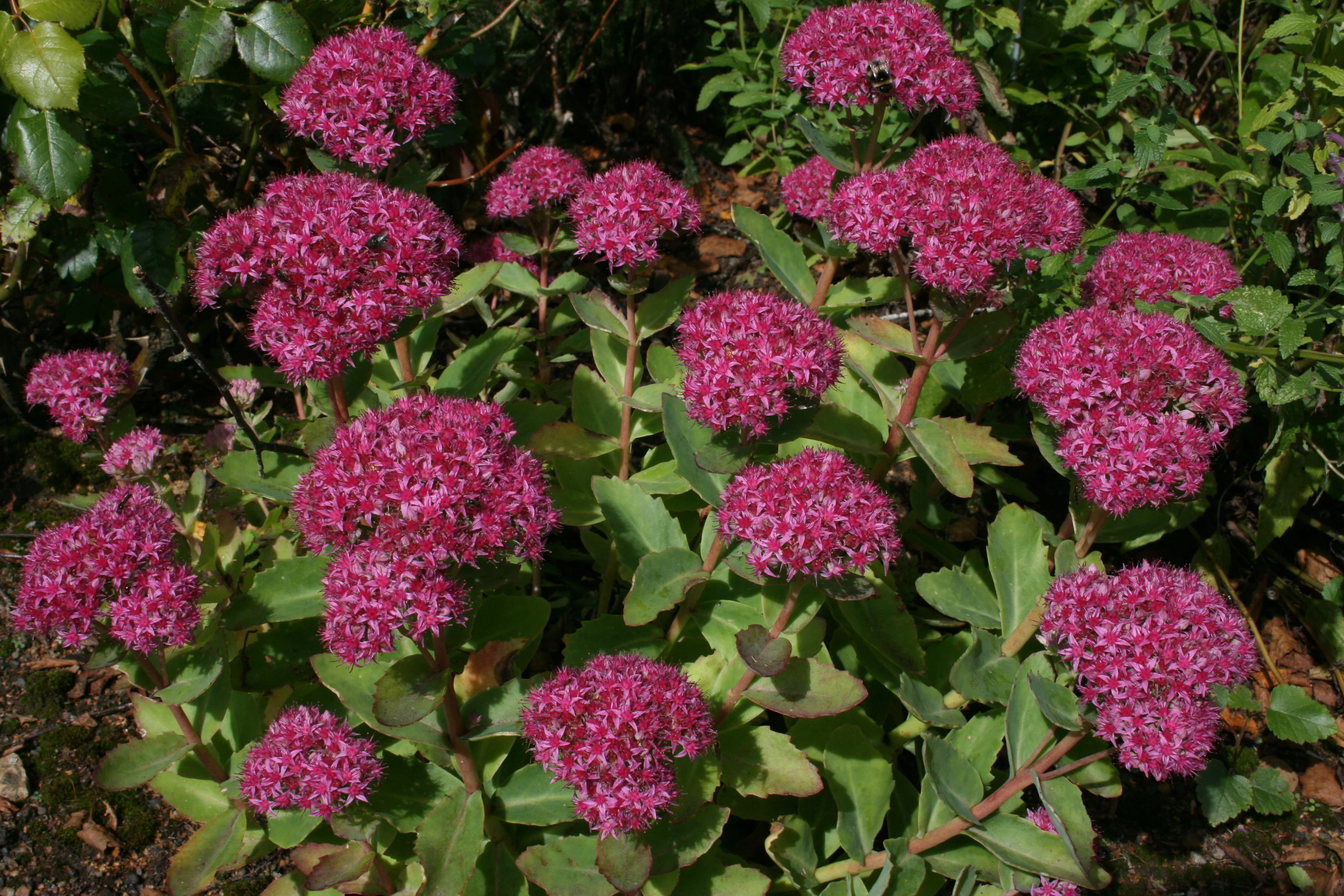 8058  Hylotelephium Carl  I  Svenskt namn  :Kärleksört  I  Krukstorlek   : 11c  I  Förväntad Höjd  :  30 cm  I  Blomningstid :  aug-sept - 2