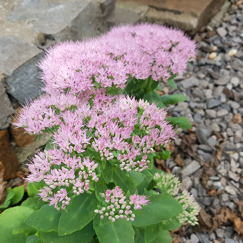 8146  Hylotelephium Granlunda GK ®  I  Svenskt namn  :Kärleksört  I  Krukstorlek   : 11c  I  Förväntad Höjd  :  40 cm  I  Blomningstid :  aug-sept - 3