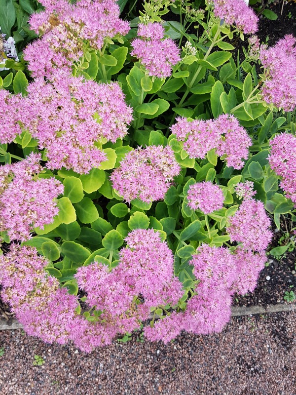 8146  Hylotelephium Granlunda GK ®  I  Svenskt namn  :Kärleksört  I  Krukstorlek   : 11c  I  Förväntad Höjd  :  40 cm  I  Blomningstid :  aug-sept - 2