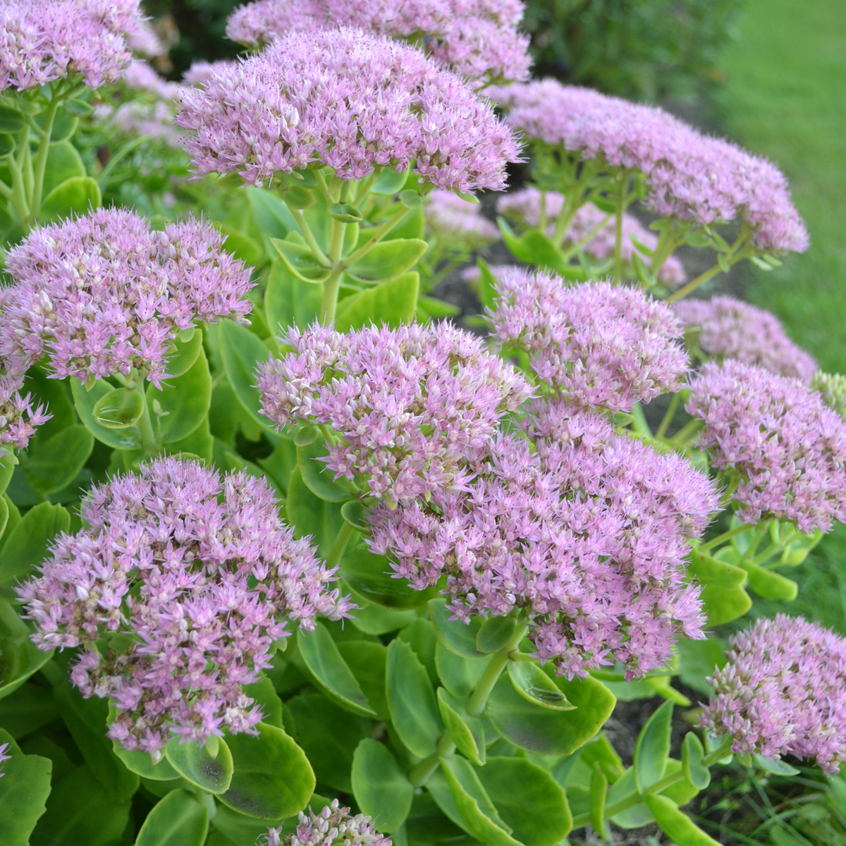 8146  Hylotelephium Granlunda GK ®  I  Svenskt namn  :Kärleksört  I  Krukstorlek   : 11c  I  Förväntad Höjd  :  40 cm  I  Blomningstid :  aug-sept