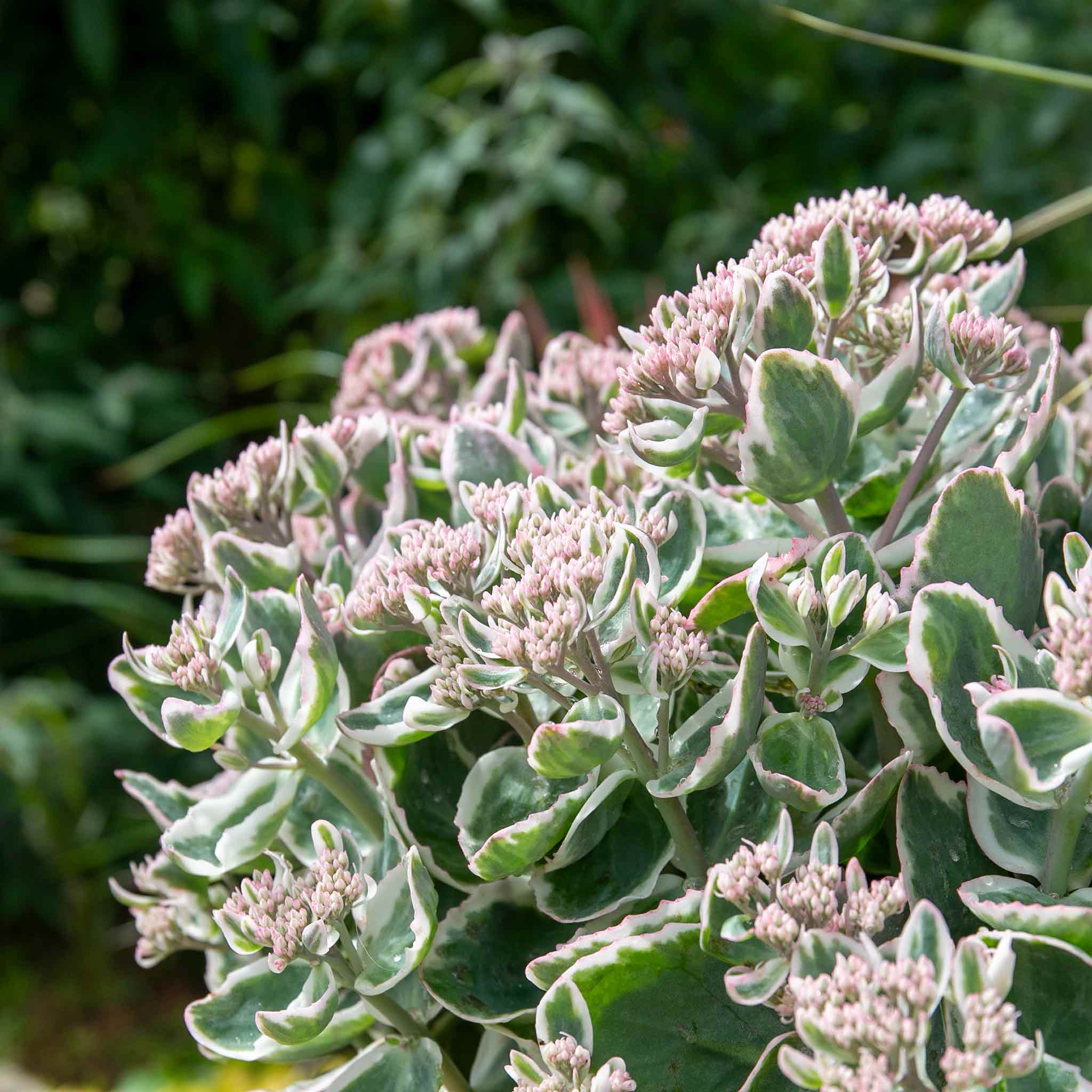 8202  Hylotelephium La Vie en Rose  I  Svenskt namn  :Kärleksört  I  Krukstorlek   : 11c  I  Förväntad Höjd  :  50 cm  I  Blomningstid :  aug-okt