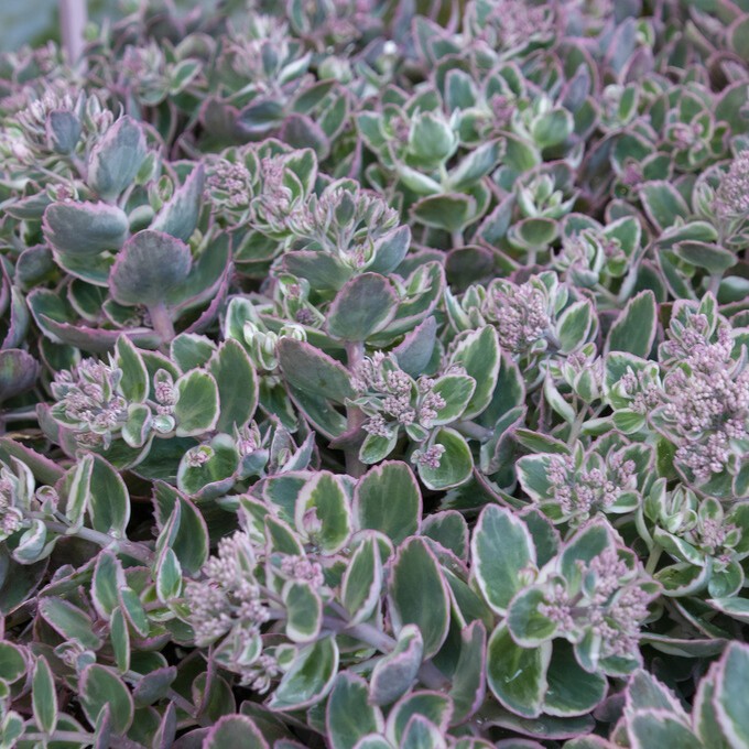 8202  Hylotelephium La Vie en Rose  I  Svenskt namn  :Kärleksört  I  Krukstorlek   : 11c  I  Förväntad Höjd  :  50 cm  I  Blomningstid :  aug-okt - 2