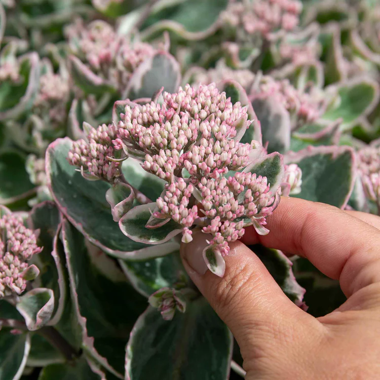 8202  Hylotelephium La Vie en Rose  I  Svenskt namn  :Kärleksört  I  Krukstorlek   : 11c  I  Förväntad Höjd  :  50 cm  I  Blomningstid :  aug-okt - 3