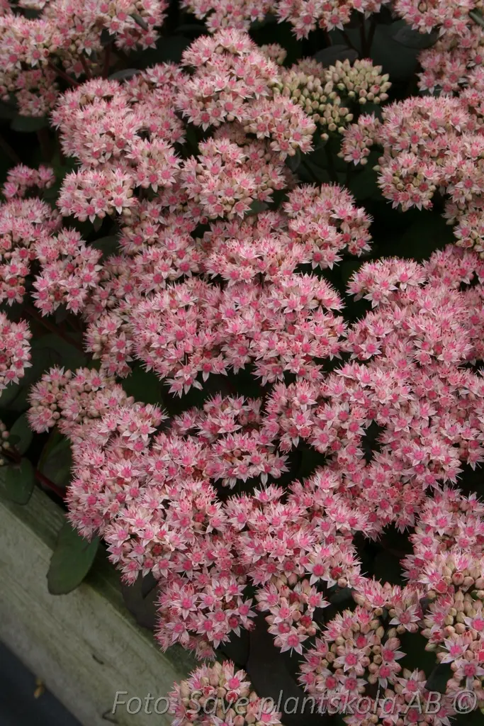 8201  Hylotelephium Matrona  I  Svenskt namn  :Kärleksört  I  Krukstorlek   : 11c  I  Förväntad Höjd  :  50 cm  I  Blomningstid :  aug-okt - 3