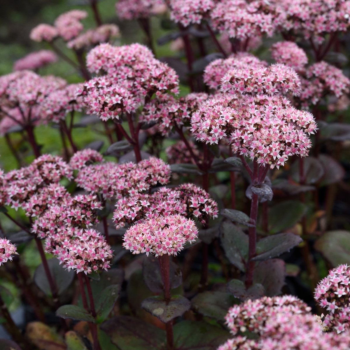 8201  Hylotelephium Matrona  I  Svenskt namn  :Kärleksört  I  Krukstorlek   : 11c  I  Förväntad Höjd  :  50 cm  I  Blomningstid :  aug-okt
