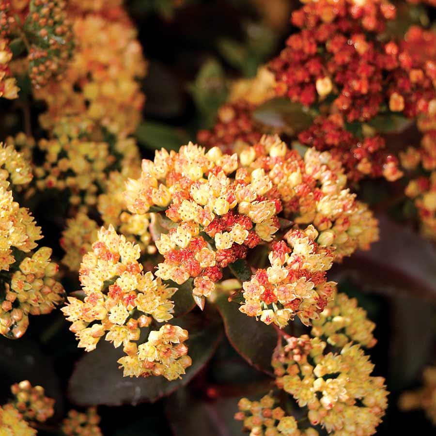 8208  Hylotelephium Peach Pearls  I  Svenskt namn  :Kärleksört  I  Krukstorlek   : 11c  I  Förväntad Höjd  :  40 cm  I  Blomningstid :  aug-sept - 2
