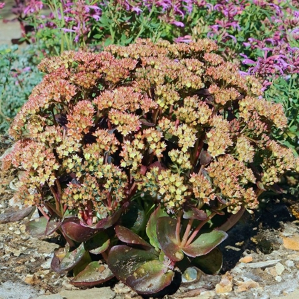 8208  Hylotelephium Peach Pearls  I  Svenskt namn  :Kärleksört  I  Krukstorlek   : 11c  I  Förväntad Höjd  :  40 cm  I  Blomningstid :  aug-sept