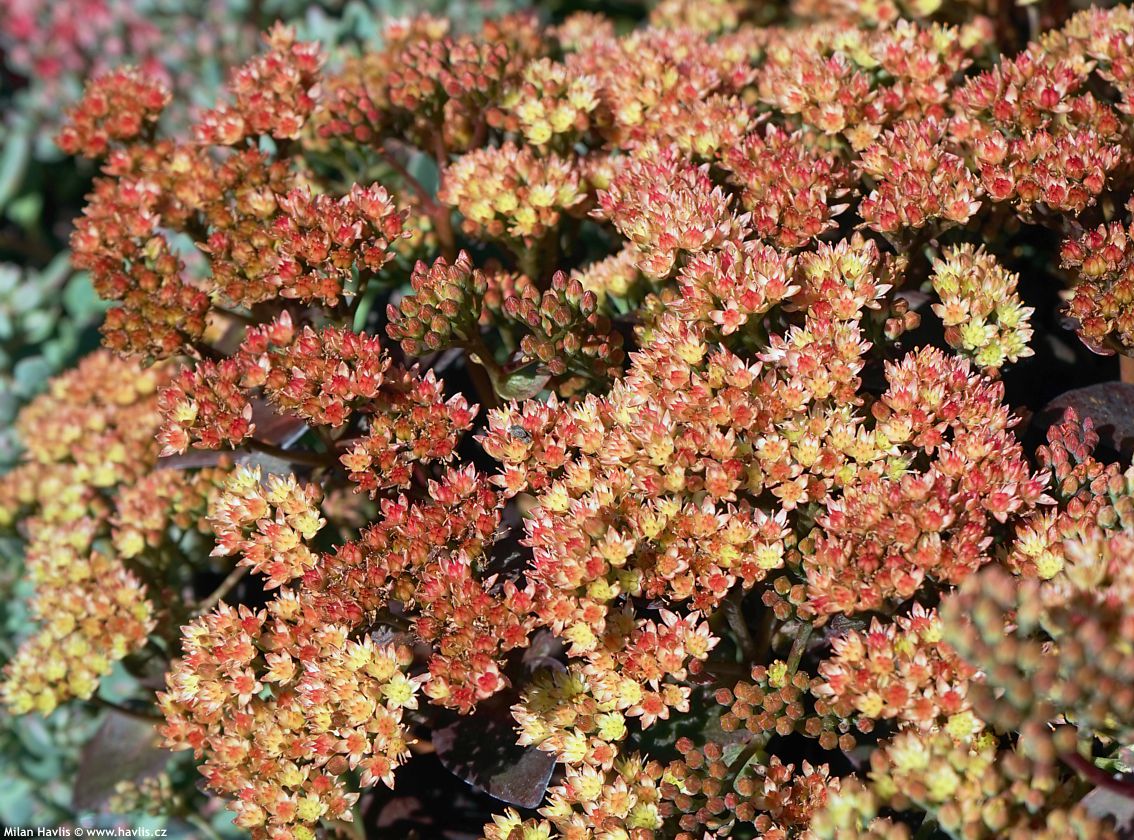8208  Hylotelephium Peach Pearls  I  Svenskt namn  :Kärleksört  I  Krukstorlek   : 11c  I  Förväntad Höjd  :  40 cm  I  Blomningstid :  aug-sept - 3