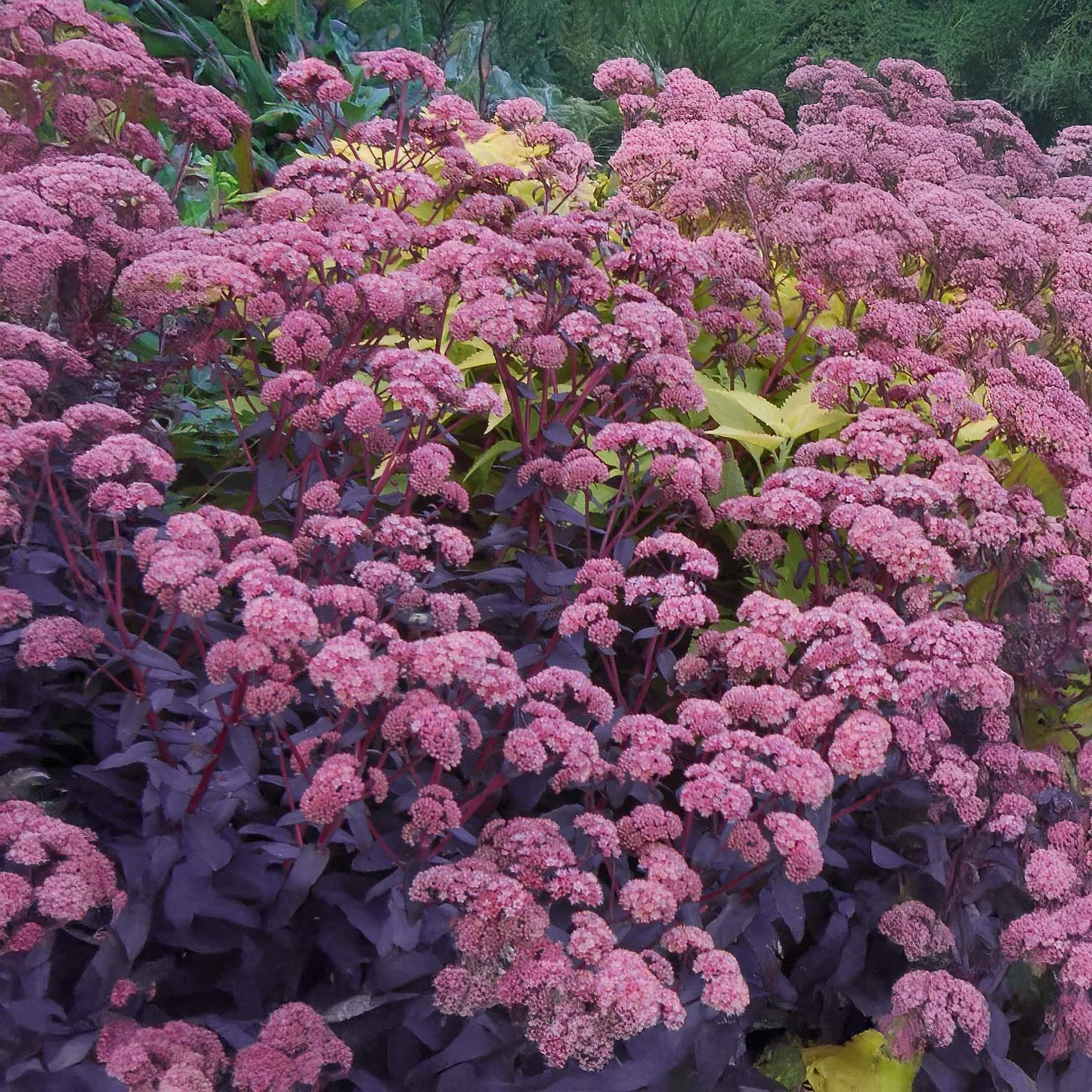 8207  Hylotelephium Purple Emperor  I  Svenskt namn  :Kärleksört  I  Krukstorlek   : 11c/P9  I  Förväntad Höjd  :  50 cm  I  Blomningstid :  aug-sept