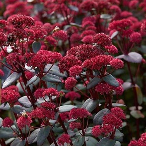 8210  Hylotelephium Red Cauli   I  Svenskt namn  : Kärleksört  I  Krukstorlek   : 11c  I  Förväntad Höjd  :  30 cm  I  Blomningstid :  aug-sept