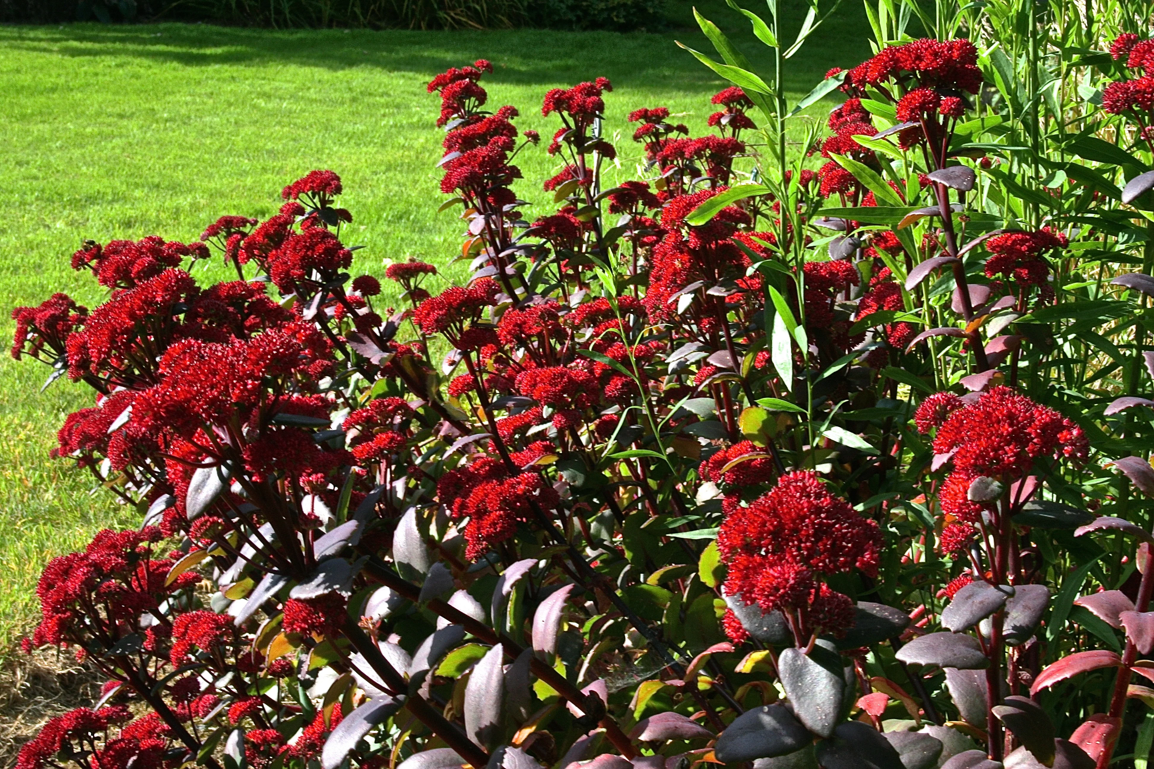 8210  Hylotelephium Red Cauli   I  Svenskt namn  : Kärleksört  I  Krukstorlek   : 11c  I  Förväntad Höjd  :  30 cm  I  Blomningstid :  aug-sept - 2