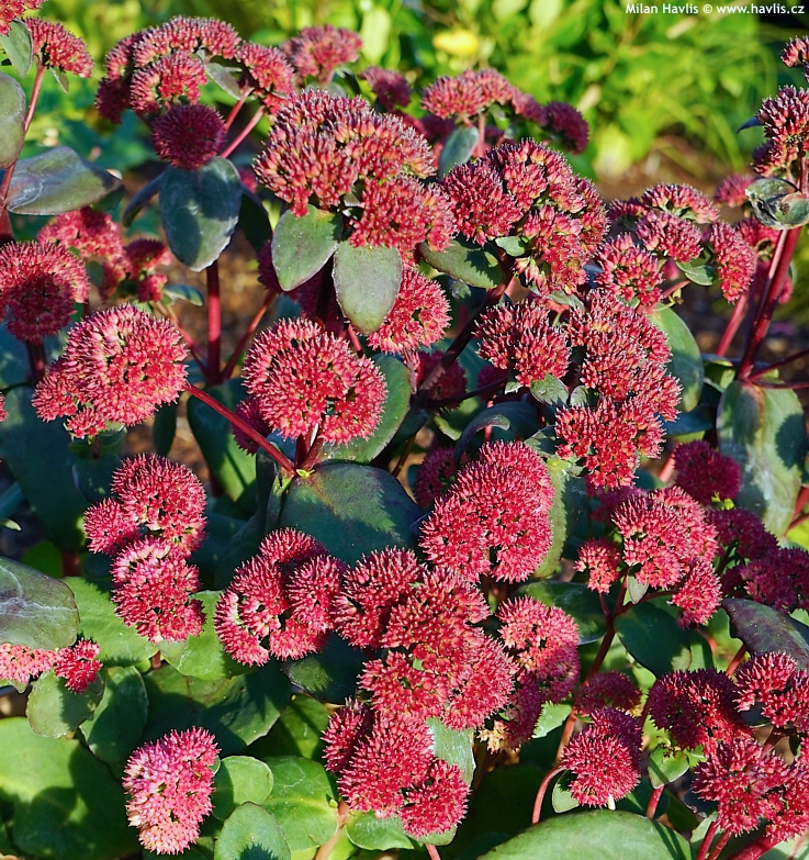 8210  Hylotelephium Red Cauli   I  Svenskt namn  : Kärleksört  I  Krukstorlek   : 11c  I  Förväntad Höjd  :  30 cm  I  Blomningstid :  aug-sept - 3