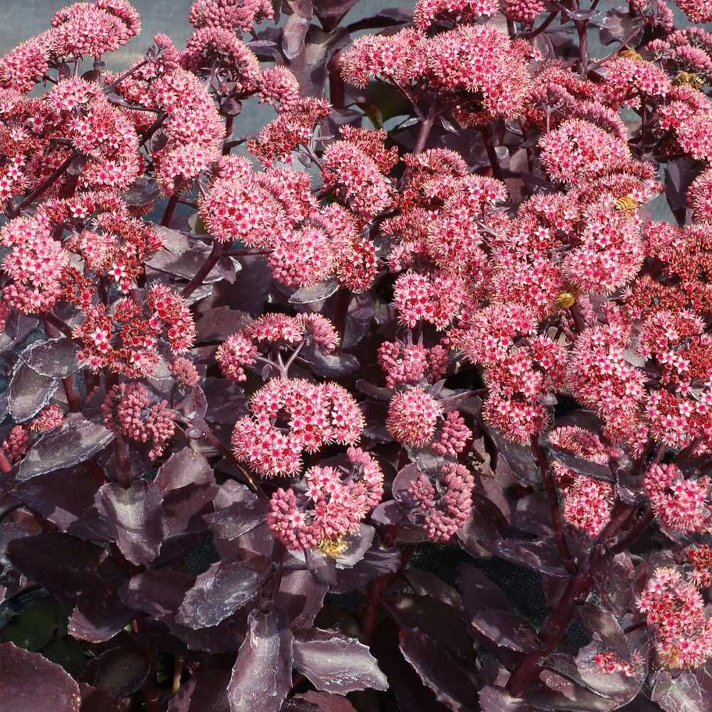 8198  Hylotelephium Seduction Cherry Chocolate  I  Svenskt namn  :Kärleksört  I  Krukstorlek   : 11c  I  Förväntad Höjd  :  30 cm  I  Blomningstid :  juli-sept - 3
