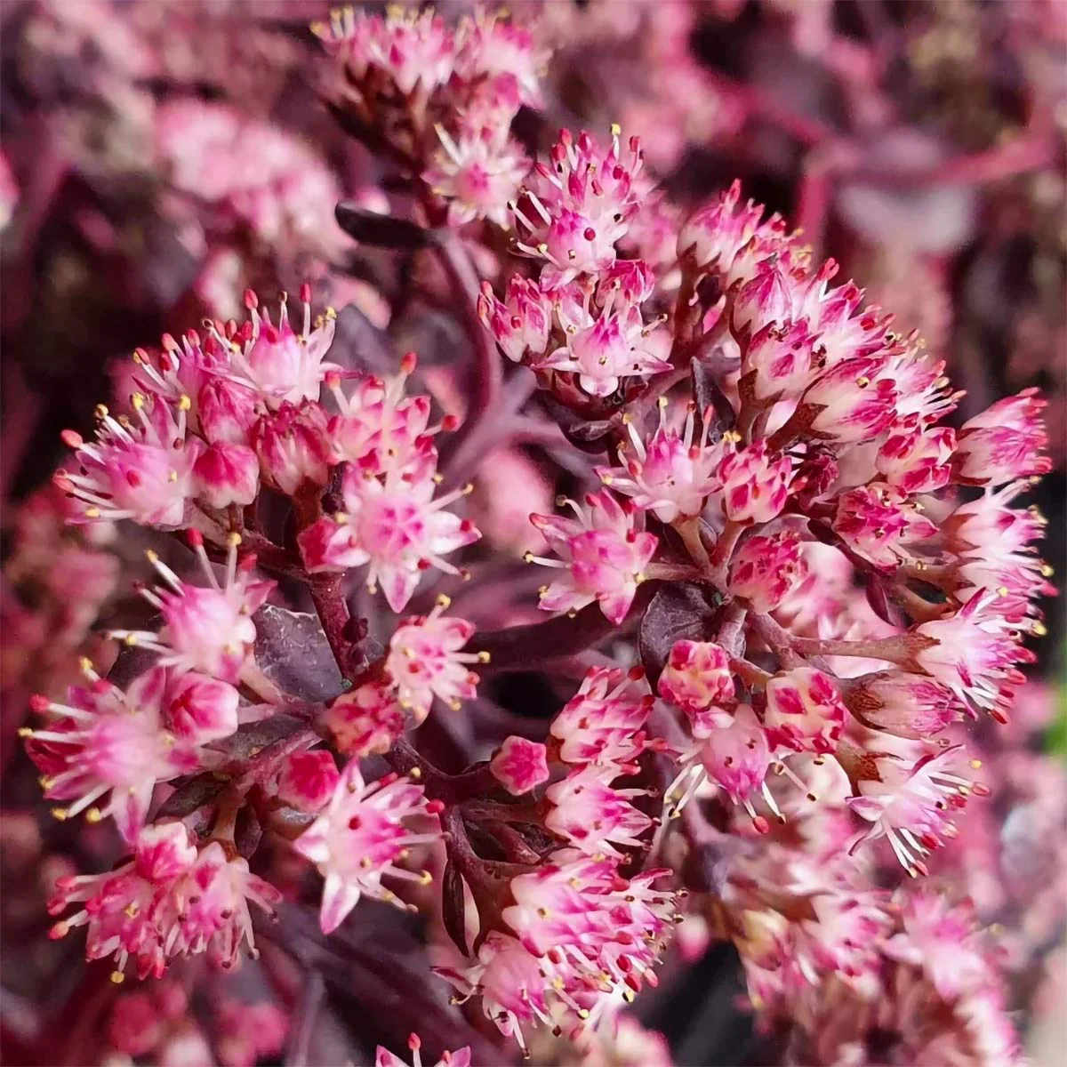 8198  Hylotelephium Seduction Cherry Chocolate  I  Svenskt namn  :Kärleksört  I  Krukstorlek   : 11c  I  Förväntad Höjd  :  30 cm  I  Blomningstid :  juli-sept - 2