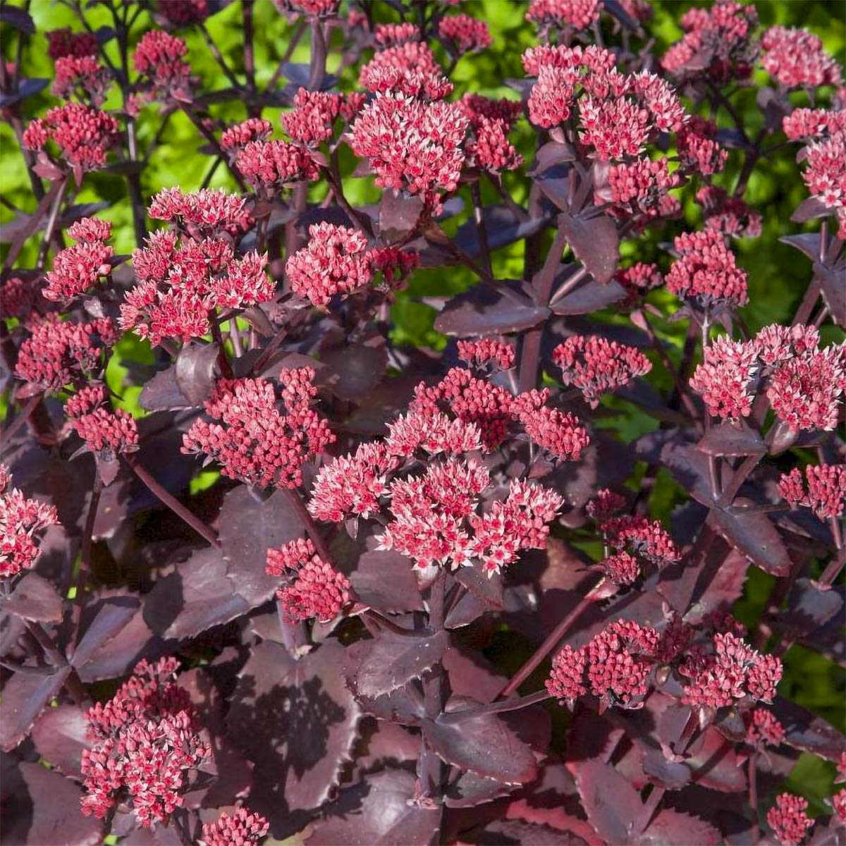 8198  Hylotelephium Seduction Cherry Chocolate  I  Svenskt namn  :Kärleksört  I  Krukstorlek   : 11c  I  Förväntad Höjd  :  30 cm  I  Blomningstid :  juli-sept