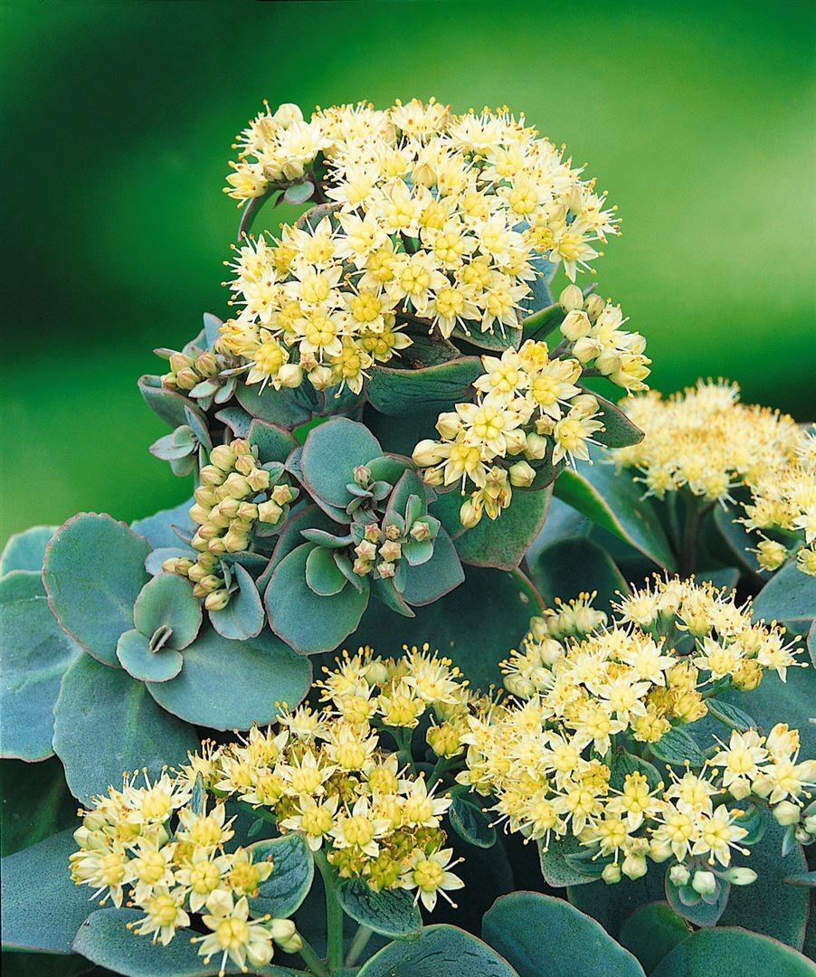 8199  Hylotelephium Seduction Green Yellow  I  Svenskt namn  :Kärleksört  I  Krukstorlek   : 11c  I  Förväntad Höjd  :  30 cm  I  Blomningstid :  juli-sept - 2