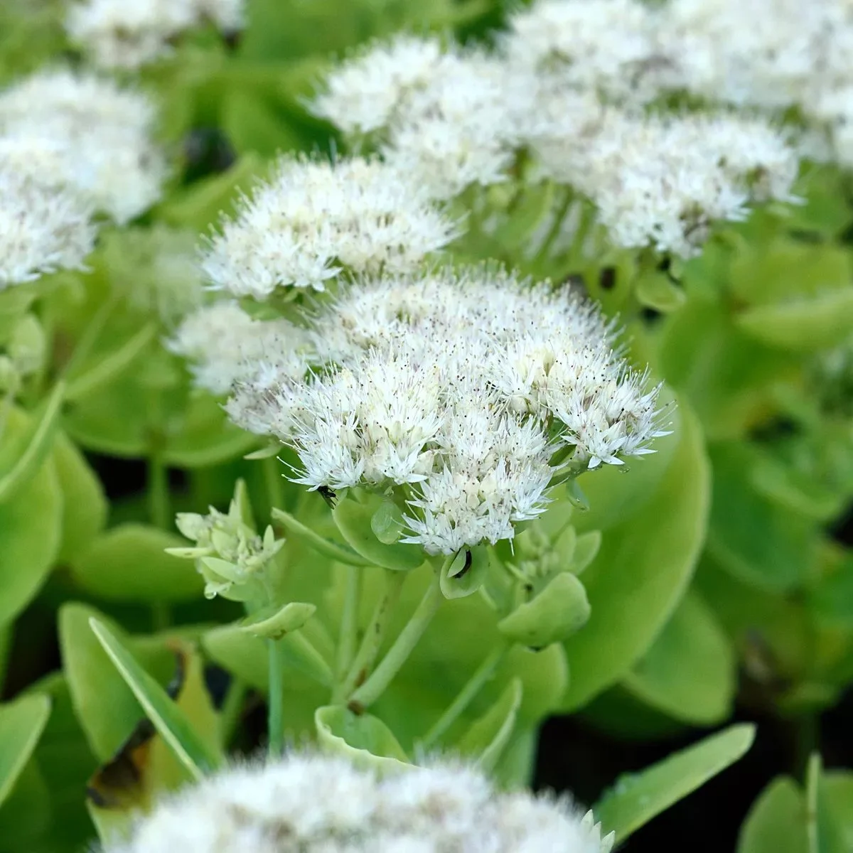 8206  Hylotelephium Stardust  I  Svenskt namn  :Kärleksört  I  Krukstorlek   : P9  I  Förväntad Höjd  :  40 cm  I  Blomningstid :  aug-okt - 3