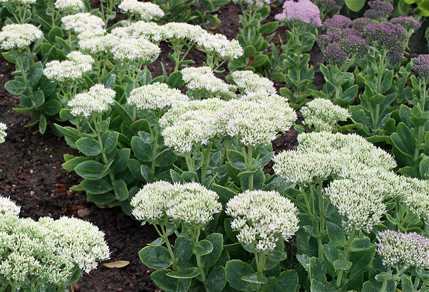 8206  Hylotelephium Stardust  I  Svenskt namn  :Kärleksört  I  Krukstorlek   : P9  I  Förväntad Höjd  :  40 cm  I  Blomningstid :  aug-okt - 2