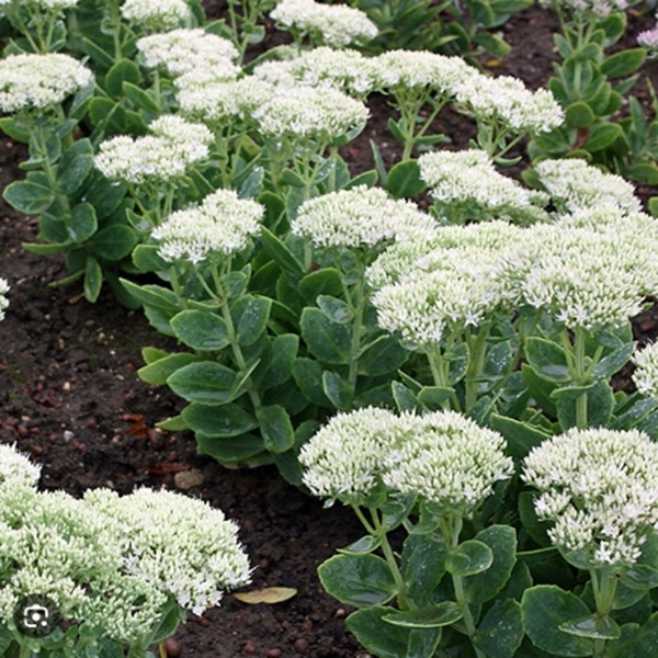 8206  Hylotelephium Stardust  I  Svenskt namn  :Kärleksört  I  Krukstorlek   : P9  I  Förväntad Höjd  :  40 cm  I  Blomningstid :  aug-okt