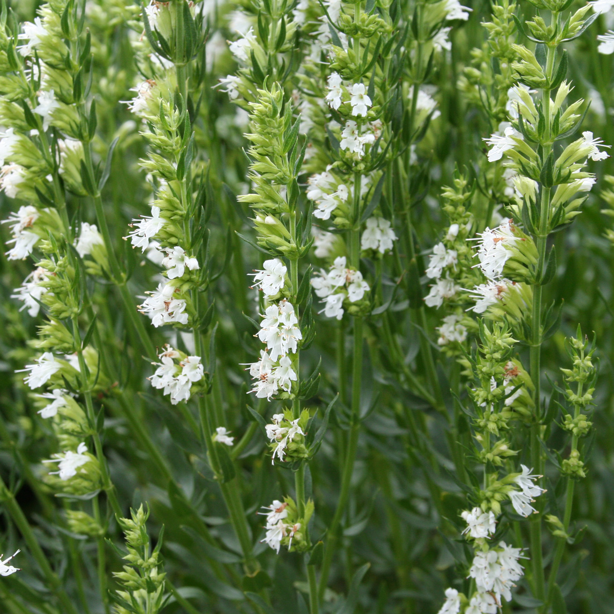 8841 Hyssopus officinalis  Alba  I  Svenskt namn  :Isop  I  Krukstorlek   : 11c  I  Förväntad Höjd  :  40 cm  I  Blomningstid :  juli-aug - 2