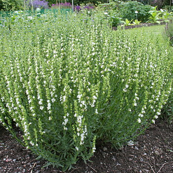 8841 Hyssopus officinalis  Alba  I  Svenskt namn  :Isop  I  Krukstorlek   : 11c  I  Förväntad Höjd  :  40 cm  I  Blomningstid :  juli-aug