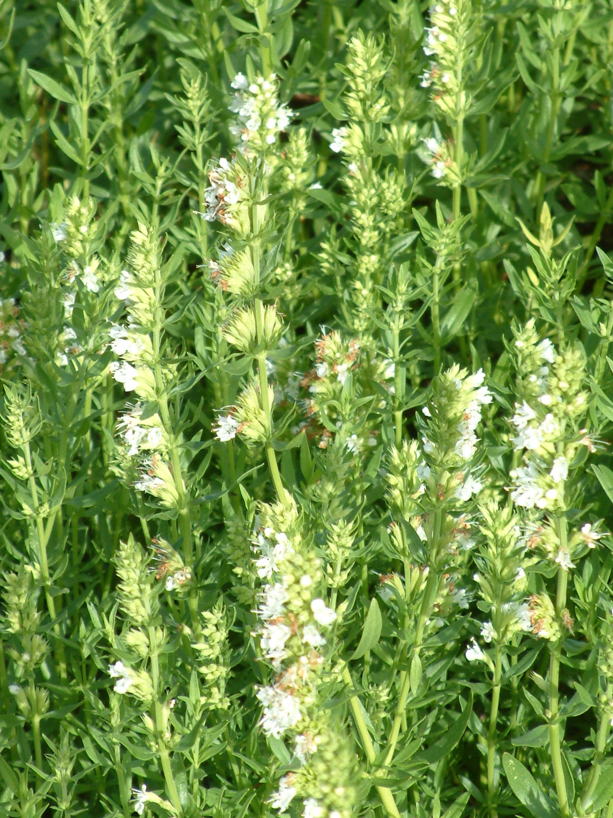 8841 Hyssopus officinalis  Alba  I  Svenskt namn  :Isop  I  Krukstorlek   : 11c  I  Förväntad Höjd  :  40 cm  I  Blomningstid :  juli-aug - 3