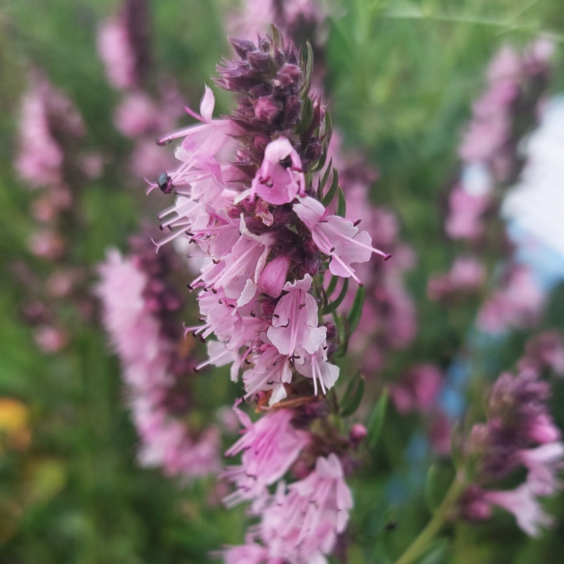8842  Hyssopus officinalis  Roseus  I  Svenskt namn  : Isop  I  Krukstorlek   : 11c  I  Förväntad Höjd  :  40 cm  I  Blomningstid :  juli-aug - 3