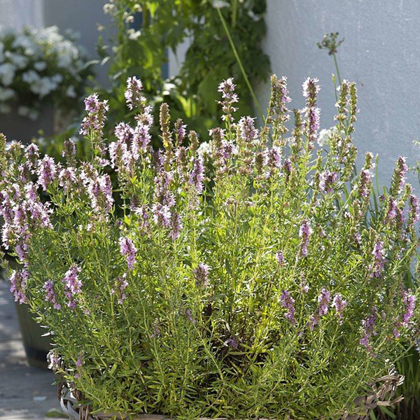 8842  Hyssopus officinalis  Roseus  I  Svenskt namn  : Isop  I  Krukstorlek   : 11c  I  Förväntad Höjd  :  40 cm  I  Blomningstid :  juli-aug - 2