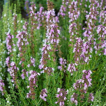 8842  Hyssopus officinalis  Roseus  I  Svenskt namn  : Isop  I  Krukstorlek   : 11c  I  Förväntad Höjd  :  40 cm  I  Blomningstid :  juli-aug