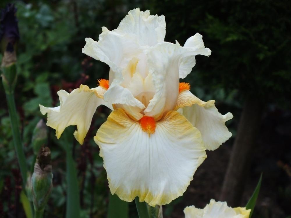 5592  Iris germanica Flavescens  I  Svenskt namn  :Trädgårdsiris  I  Krukstorlek   : P9  I  Förväntad Höjd  :  80 cm  I  Blomningstid :  juni - 3