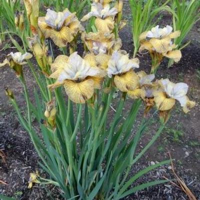 5592  Iris germanica Flavescens  I  Svenskt namn  :Trädgårdsiris  I  Krukstorlek   : P9  I  Förväntad Höjd  :  80 cm  I  Blomningstid :  juni