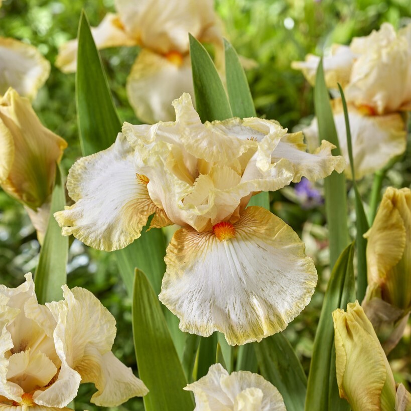 5592  Iris germanica Flavescens  I  Svenskt namn  :Trädgårdsiris  I  Krukstorlek   : P9  I  Förväntad Höjd  :  80 cm  I  Blomningstid :  juni - 2
