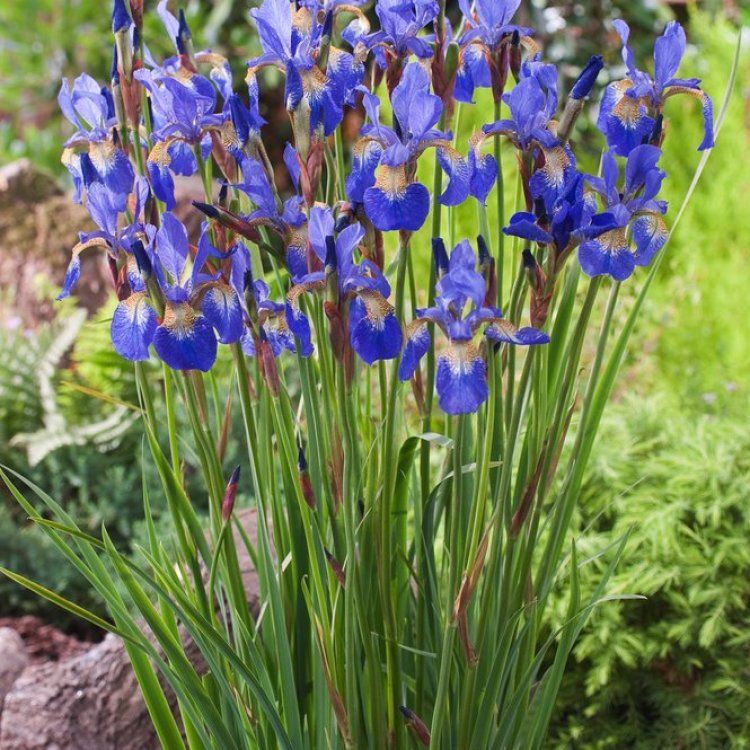 5753  Iris sibirica  Blue King  I  Svenskt namn  :Strandiris  I  Krukstorlek   : SQ1  I  Förväntad Höjd  :  80 cm  I  Blomningstid :  juni-juli